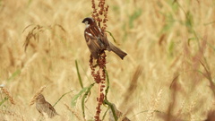 Passer domesticus