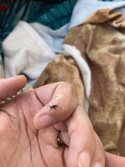 Zeuxevania splendidula