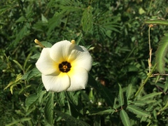 Turnera subulata
