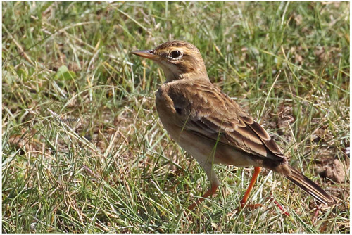 Richard's Pipit
