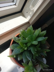 Haworthia cooperi