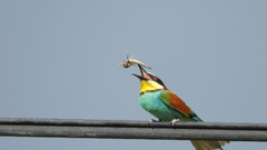 Merops apiaster