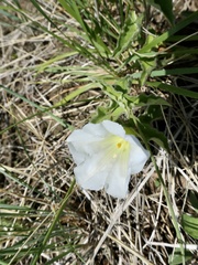 Calystegia macounii