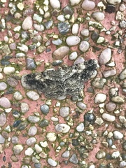 Psilalcis galsworthyi