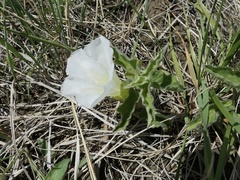Calystegia macounii