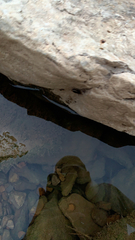 Pseudomops septentrionalis