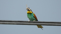 Merops apiaster