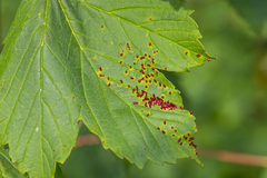 Eriophyes macrorhynchus