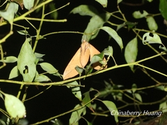 Clanis bilineata