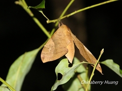 Clanis bilineata
