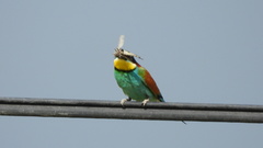 Merops apiaster