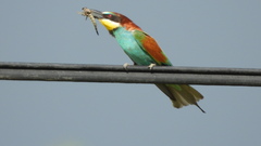 Merops apiaster