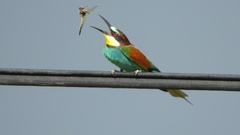 Merops apiaster