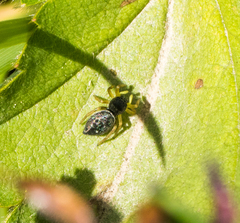 Heliophanus flavipes