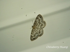 Percnia