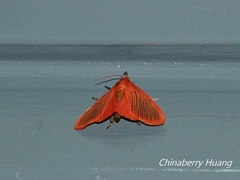 Arctioblepsis rubida