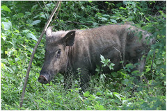 Sus scrofa cristatus