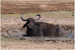 Bubalus arnee