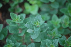 Origanum majorana