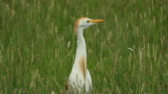 Bubulcus ibis