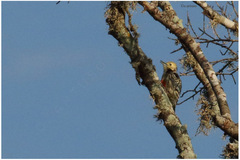 Leiopicus mahrattensis