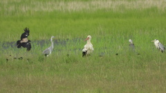 Ciconia ciconia