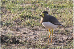 Vanellus malabaricus