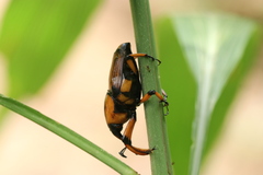 Cyrtotrachelus thompsoni