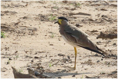 Vanellus malabaricus