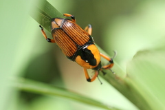 Cyrtotrachelus thompsoni