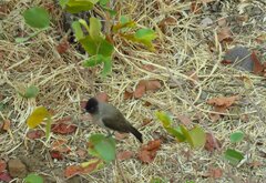 Pycnonotus barbatus tricolor