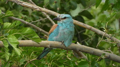 Coracias garrulus