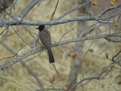 Pycnonotus barbatus tricolor