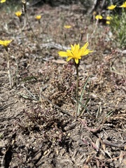 Agoseris parviflora