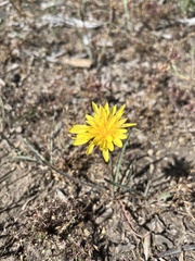 Agoseris parviflora