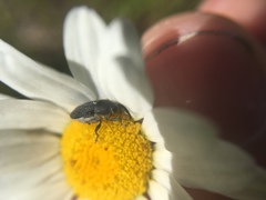 Odontocorynus