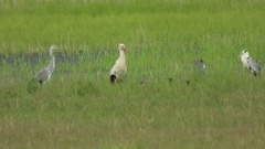 Ardea cinerea