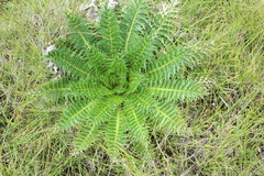 Berkheya multijuga