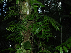 Asplenium juglandifolium