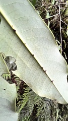 Daphniphyllum himalaense