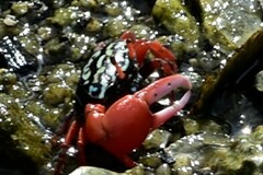 Paraleptuca splendida