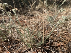 Oreocarya suffruticosa