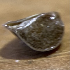 Oreocarya suffruticosa