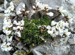 Draba dedeana
