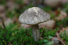 Leccinum variicolor