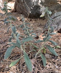 Lithospermum macromeria