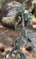 Lithospermum macromeria
