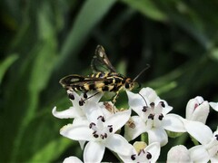 Chamaesphecia annellata