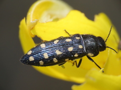 Acmaeodera octodecimguttata