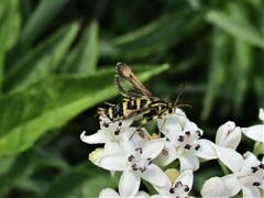 Chamaesphecia annellata